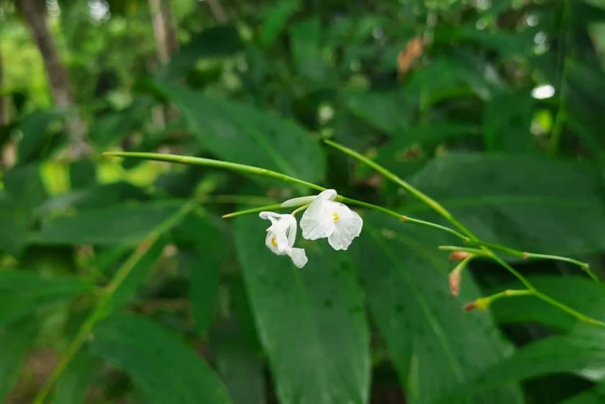 Indianthus virgatus (Roxb.) Suksathan & Borchs.